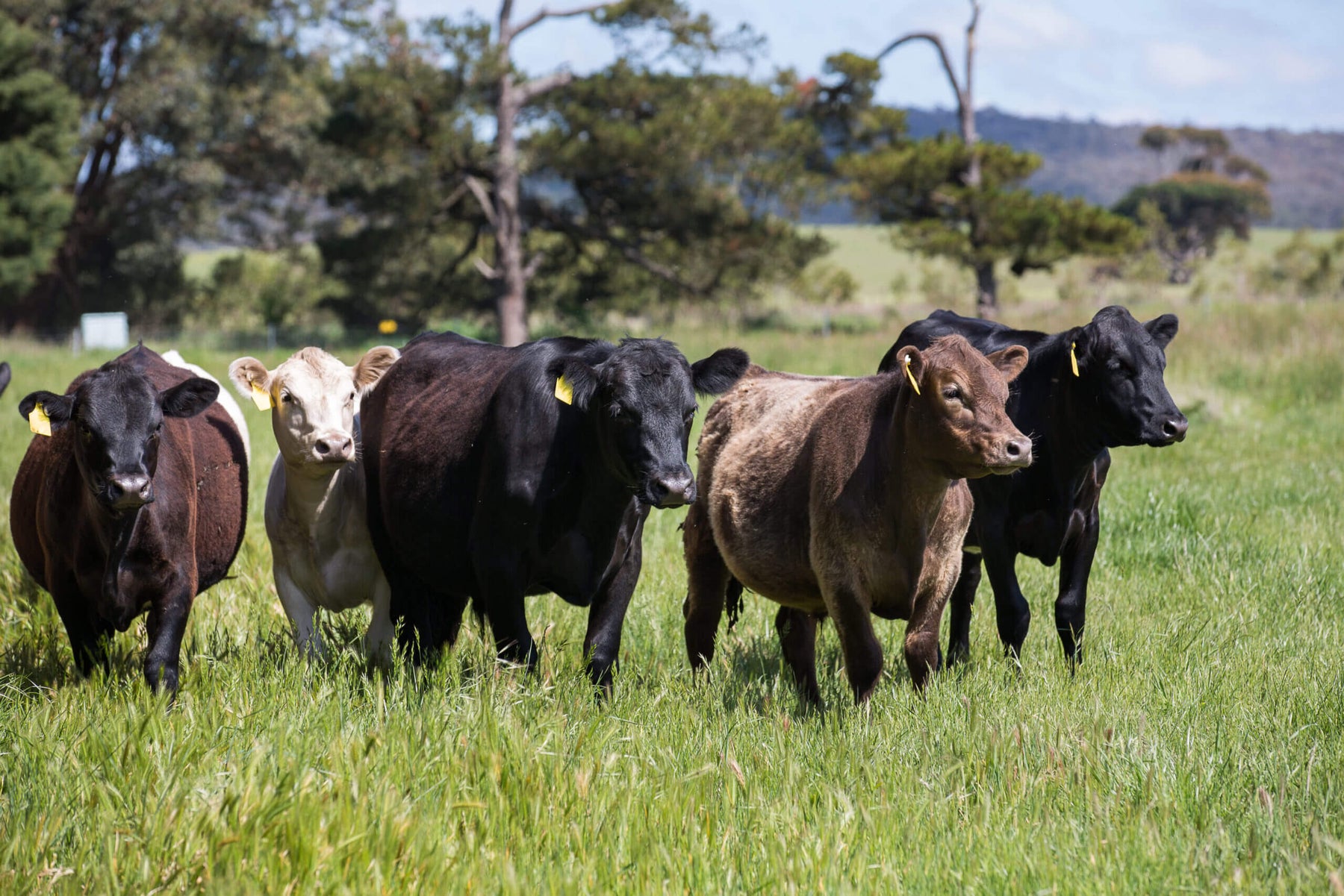 According to the Australian Government, Department of Agriculture, Fisheries and Forestry, Agriculture, Australian Agriculture production is on the rise.