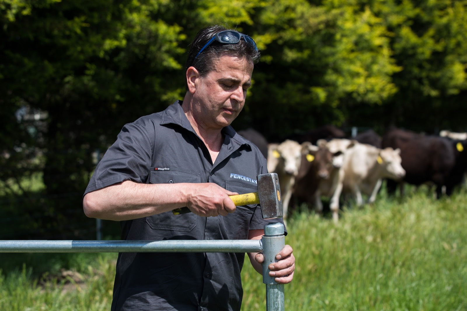 Contractor driving a star picket with a post hammer, cattle behind