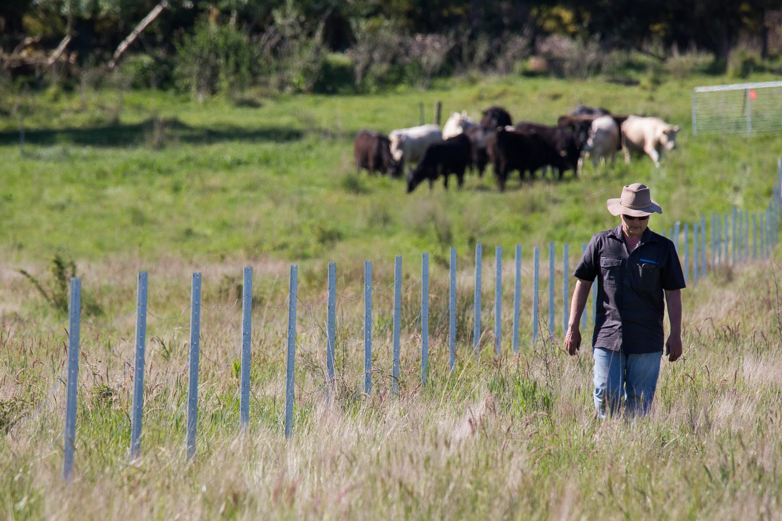 Farmer surveying a paddock fence line with cattle in the background